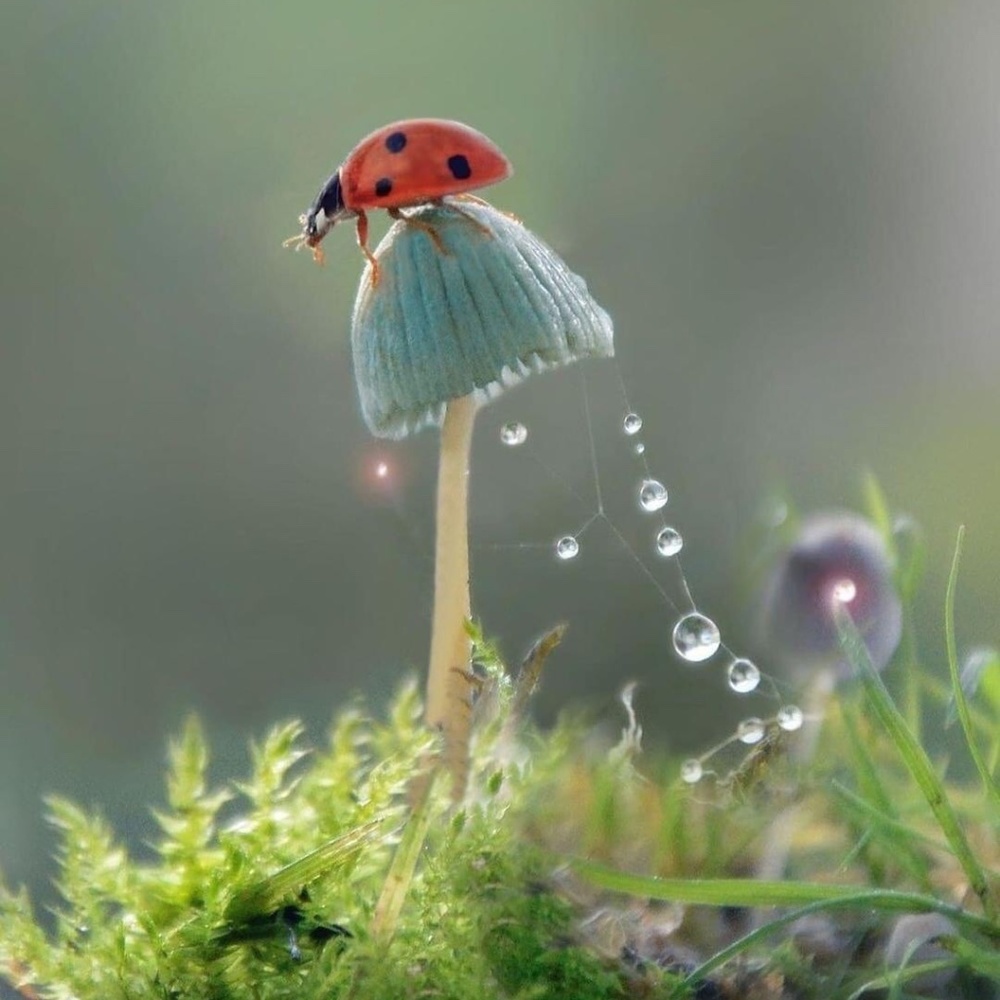 Meet your Posher, Deasy